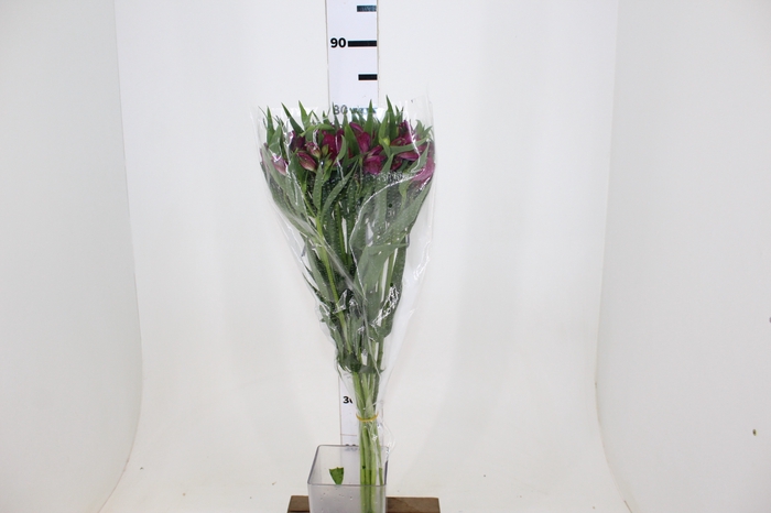 ALSTROEMERIA HELENA 080 CM ROXO
