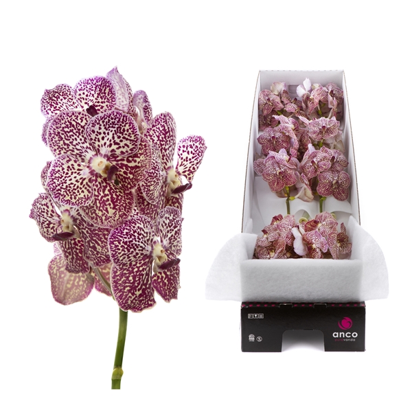 <h4>Vanda Ocelot Sienna X8</h4>