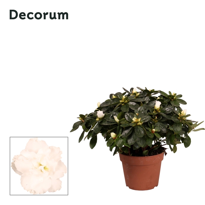 <h4>Azalea White P14</h4>