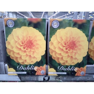 Dahlia   ...flowerbulbs