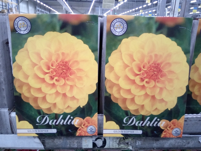 <h4>Dahlia   ...flowerbulbs</h4>