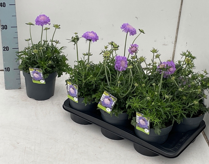 <h4>SCAB COLUMBARIA</h4>