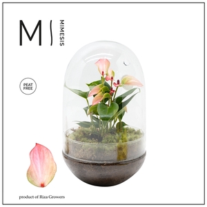 Mimesis Anthurium KARMA Hotlips - Terrarium egg