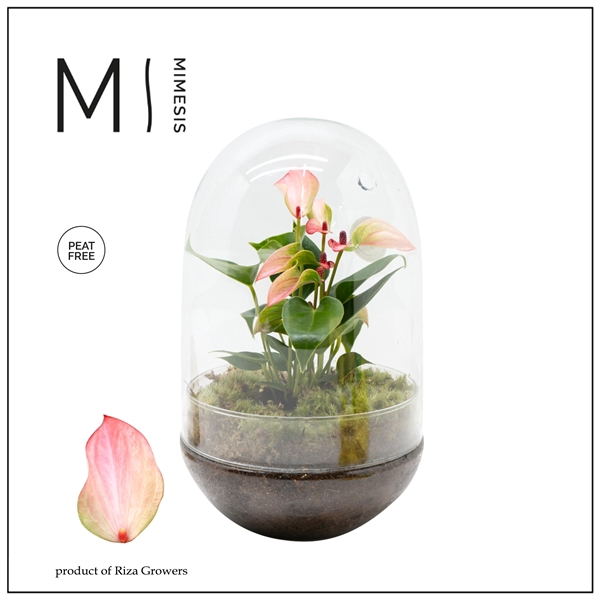 <h4>Mimesis Anthurium KARMA Hotlips - Terrarium egg</h4>