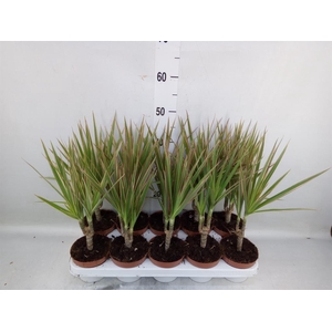 Dracaena marg. 'Bicolor'