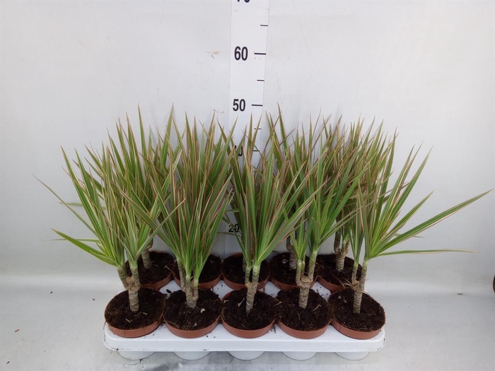 <h4>Dracaena marg. 'Bicolor'</h4>