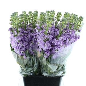 Matth Incana Iron Marine