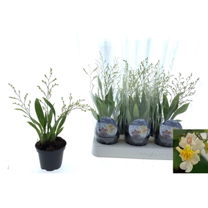 ONCIDIUM OV