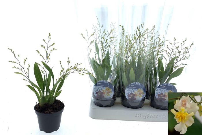 <h4>ONCIDIUM OV</h4>