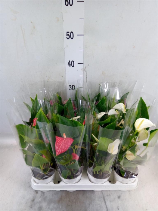 <h4>Anthurium   ...mix 4</h4>