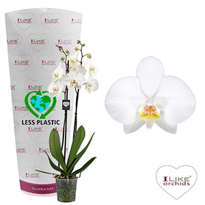 Phalaenopsis Anthura Leeds