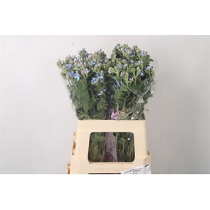Oxypetalum Tan Pur Blue