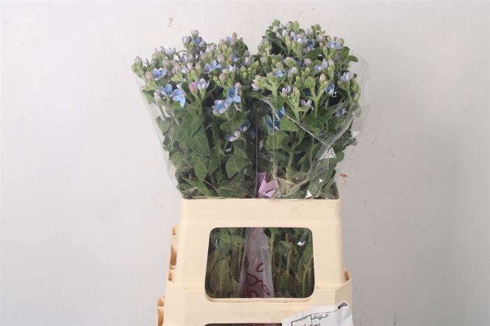 <h4>Oxypetalum Tan Pur Blue</h4>
