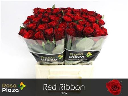 <h4>R Gr Red Ribbon</h4>