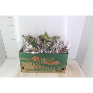 BEGONIA MACULATA P15 PO
