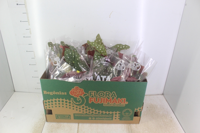 <h4>BEGONIA MACULATA P15 PO</h4>