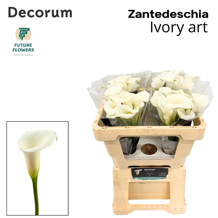 <h4>Calla Ivory Art Future</h4>
