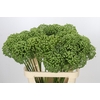 Allium Zaadbollen