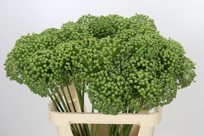 <h4>Allium Zaadbollen</h4>