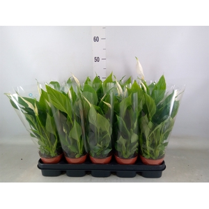 Spathiphyllum  'Torelli'