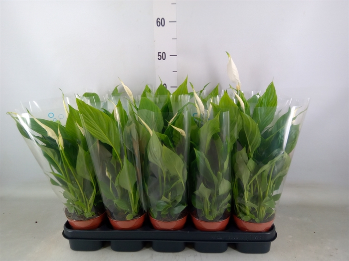 <h4>Spathiphyllum  'Torelli'</h4>