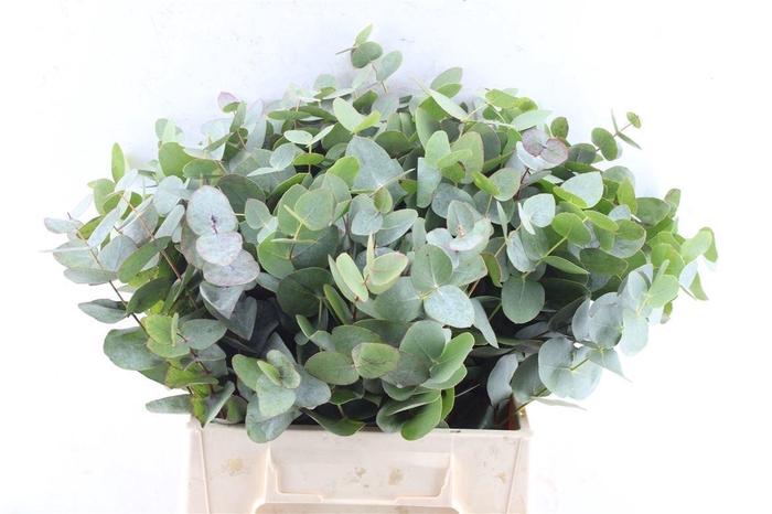 <h4>EUCA CINEREA</h4>