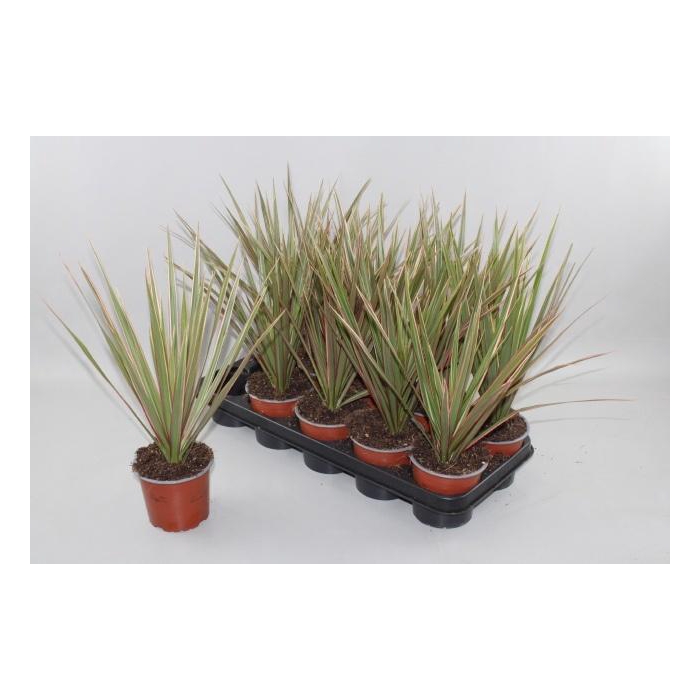 <h4>DRA MARG BICOLOR</h4>