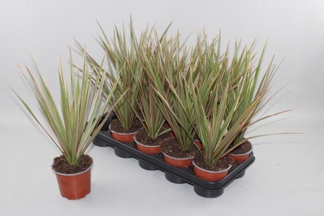 DRA MARG BICOLOR