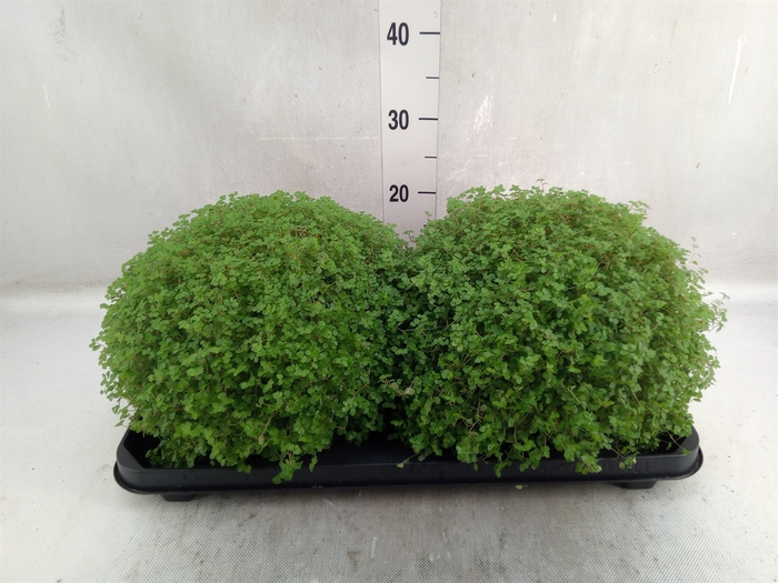 <h4>Soleirolia soleirolii   ...green</h4>