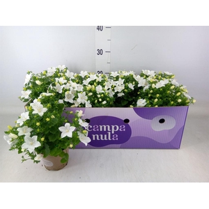 Campanula isoph. 'Atlanta White'