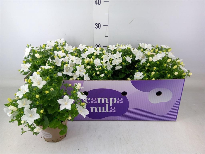 <h4>Campanula isoph. 'Atlanta White'</h4>