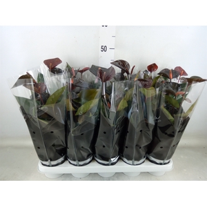 Anthurium  'Black Love'