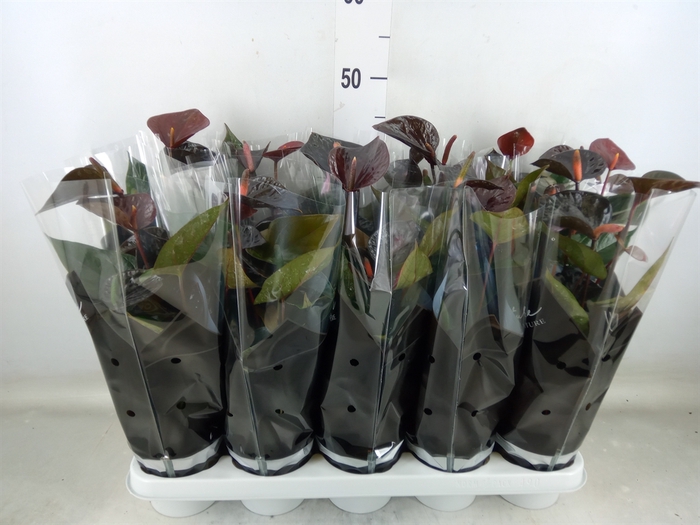<h4>Anthurium  'Black Love'</h4>