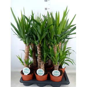 Yucca   ...