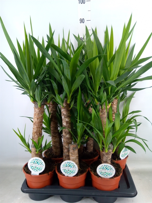 <h4>Yucca   ...</h4>