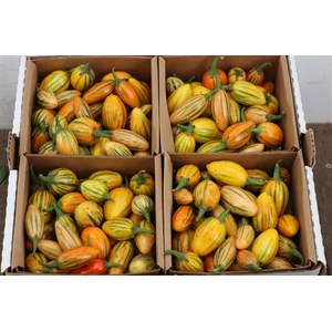 Sier Cucumis Africanus X4 Hol