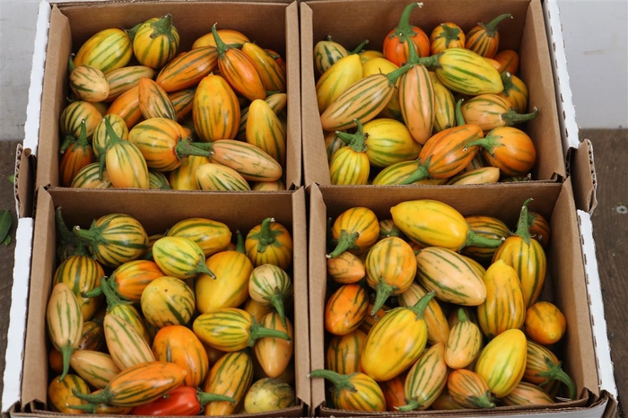 <h4>Sier Cucumis Africanus X4 Hol</h4>