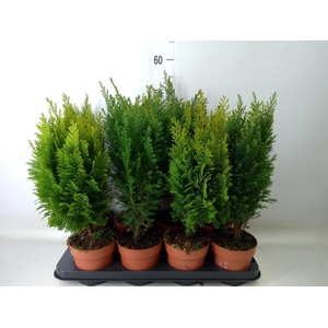 Conifers   ...mix