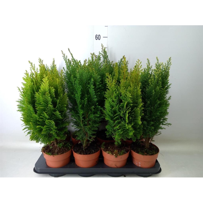 <h4>Conifers   ...mix</h4>