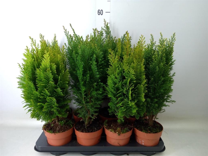 <h4>Conifers   ...mix</h4>