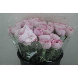 Ran Cloni Sup Lady Hanoi Pink