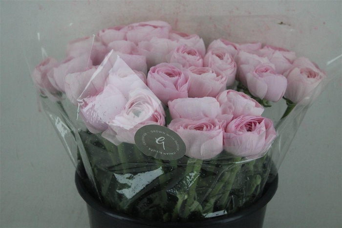 <h4>Ran Cloni Sup Lady Hanoi Pink</h4>