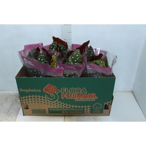 BEGONIA MACULATA P13 PO