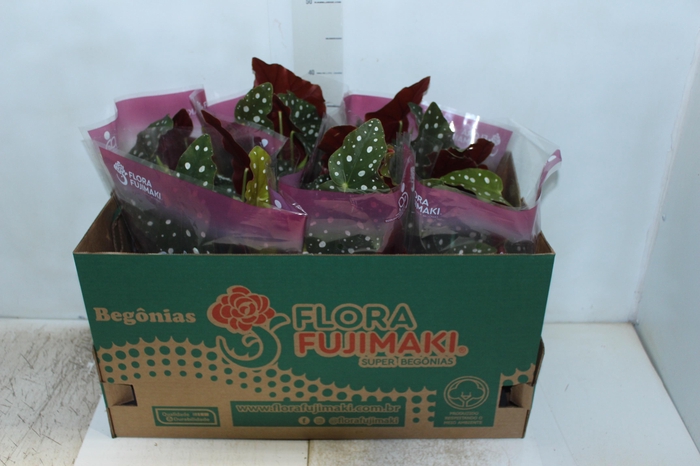 <h4>BEGONIA MACULATA P13 PO</h4>