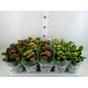 Kalanchoe blos.   ..rosebud mix  5