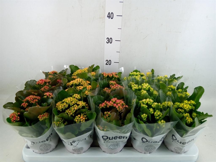 <h4>Kalanchoe blos.   ..rosebud mix  5</h4>