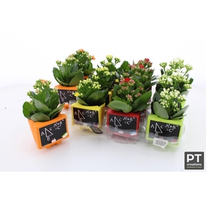 ARR KALANCHOE