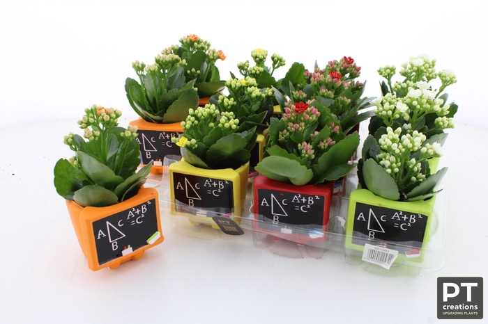 <h4>ARR KALANCHOE</h4>