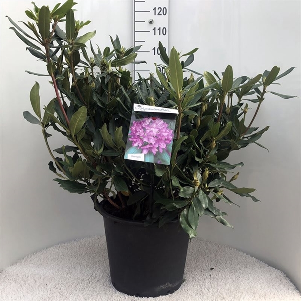 <h4>Rhodo. ponticum 'Roseum' pink</h4>