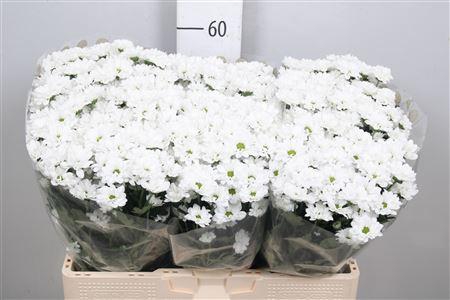 <h4>Chr S Aaa Bouncer</h4>